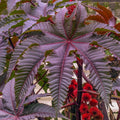 Palm Beach Medicinal Herbs - Red Giant Castor Bean - Packet of 10 Seeds