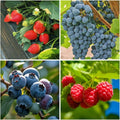 1000+ Mixed Berry Seeds for Planting - Grape, Blueberry, Raspberry  Strawberry - Non-GMO  Organic Seeds, Ideal for Home Garden