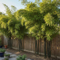 100 Black Bamboo Seeds for Planting Outdoors, Decorative Bamboo Plants for Backyard Landscaping, Indoor Outdoor Growing, Privacy Garden Accent