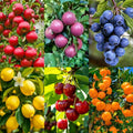 6 Types Mix Fruit Seeds for Planting-40 Lemon 10 Cheery  40 Orange  40 Apple 40 Passion Fruit  10 Blueberry Seeds for Planting Home Garden Outdoor