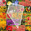 Eden Brothers Florida Wildflower Mixed Seeds for Planting, 1/4 lb, 120,000+ Seeds with Cornflower, Cosmos, African Daisy | Attracts Pollinators, Plant in Spring or Fall, Zones 3, 4, 5, 6, 7, 8, 9, 10(1 Pound/Nevada Wildflower)