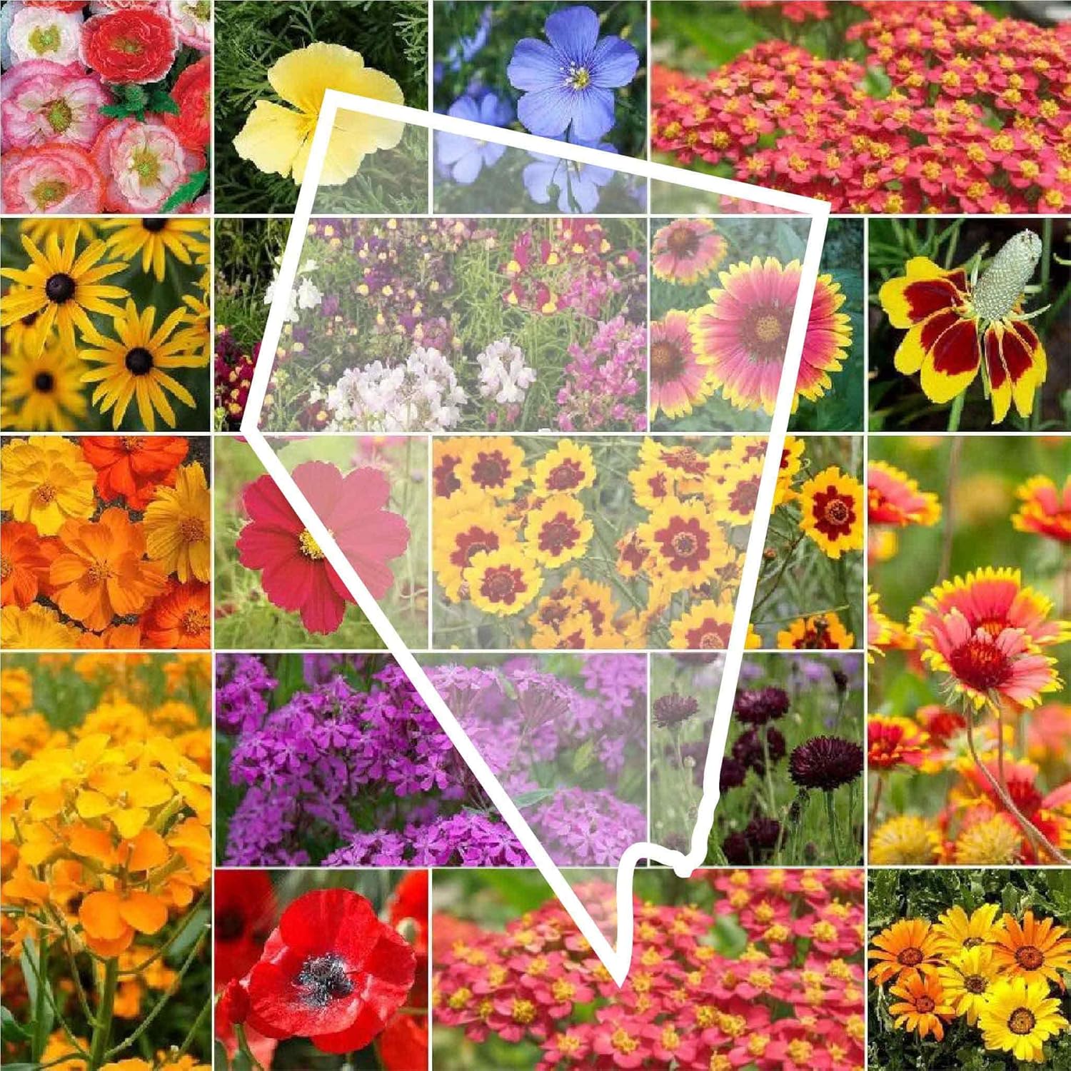 Eden Brothers Florida Wildflower Mixed Seeds for Planting, 1/4 lb, 120,000+ Seeds with Cornflower, Cosmos, African Daisy | Attracts Pollinators, Plant in Spring or Fall, Zones 3, 4, 5, 6, 7, 8, 9, 10(1 Pound/Nevada Wildflower)