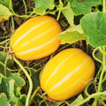 TomorrowSeeds - Early Silver Line Korean Melon Seeds - 50+ Count - for 2026 Planting Yellow White Stripe Japanese Cantaloupe Chamoe Ginkaku Makuwa Asian Fruit Cucumber Melon Grow Your Own Home Farm(150+ Count)
