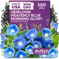 KVITER 150 Heavenly Blue Morning Glory Seeds Bulk (Ipomoea Tricolor) – Heirloom Seed Packets – Climbing Flower Seeds for Planting Outside, Blue Blooms for Home Garden Trellises, Fences