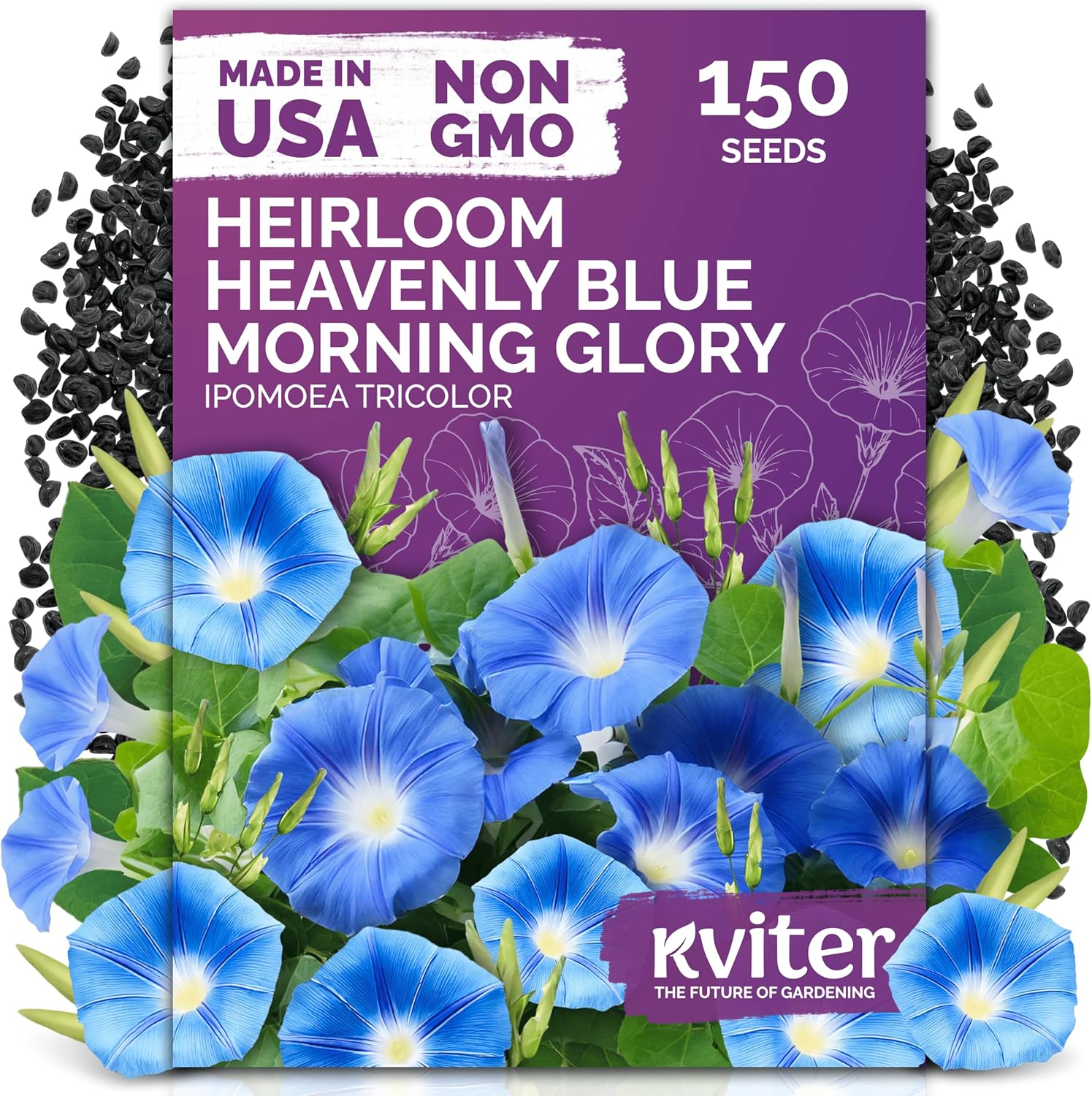 KVITER 150 Heavenly Blue Morning Glory Seeds Bulk (Ipomoea Tricolor) – Heirloom Seed Packets – Climbing Flower Seeds for Planting Outside, Blue Blooms for Home Garden Trellises, Fences