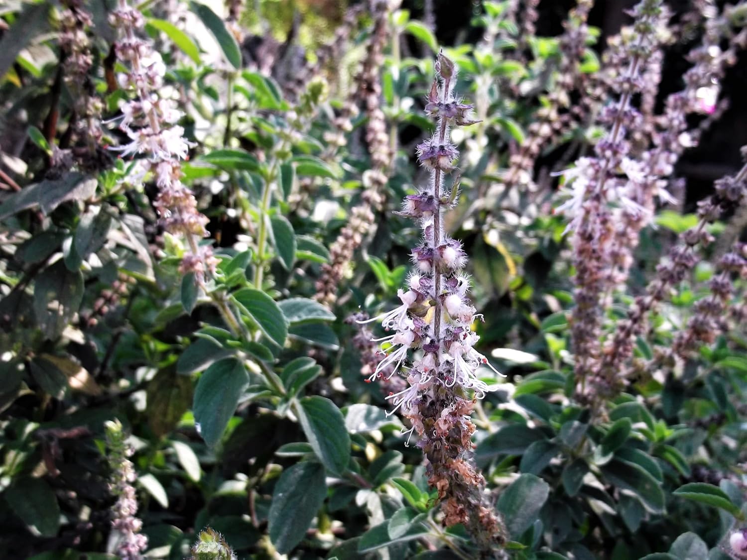 10 Java Indian Patchouli Pogostemon Heyneanus Herb Shrub Flower Fragrant Patchouly Seeds