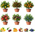 180 Mix Dwarf Bonsai Fruit Tree Seeds for Planting, 40 Lemon, 40 Orange, 40 Apple, 40 Passion Fruit, 10 Cherry, 10 Blueberry, Separately Packaged, Non-GMO Seeds for Indoor and Outdoor Home Garden
