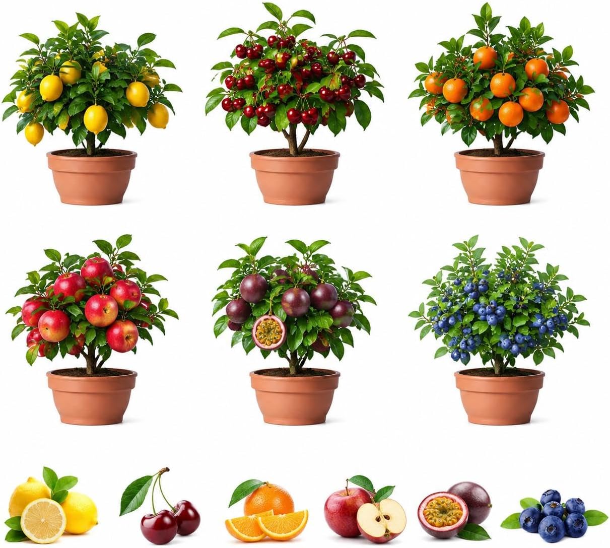 180 Mix Dwarf Bonsai Fruit Tree Seeds for Planting, 40 Lemon, 40 Orange, 40 Apple, 40 Passion Fruit, 10 Cherry, 10 Blueberry, Separately Packaged, Non-GMO Seeds for Indoor and Outdoor Home Garden