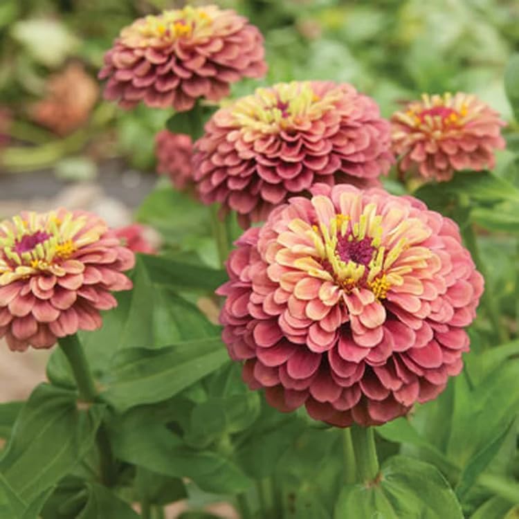 80+ Queen Red Lime Zinnia elegans Seeds Flowers Garden Planting