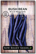 Sow Right Seeds - Royal Burgundy Bean Seeds for Planting - Non-GMO Heirloom Packet with Instructions to Plant an Outdoor Home Vegetable Garden - Stringless Variety - Dark Color and an Abundant Harvest(1)