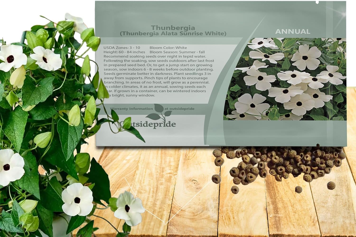 Outsidepride Sunrise White Thunbergia Black Eyed Susan Seeds - 100 Pcs Annual, Climbing Vine Flower Seeds for Planting White Blooms for Low Maintenance Gardens, Containers, Trellis  Fences(100 Seeds)