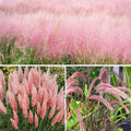 Pink Ornamental Grass Seeds Mix for Planting - 250+ Seeds: Pink Muhly, Pampas  Foxtail Set for Vibrant Garden Borders  Landscaping, Perennial Flowering Displays