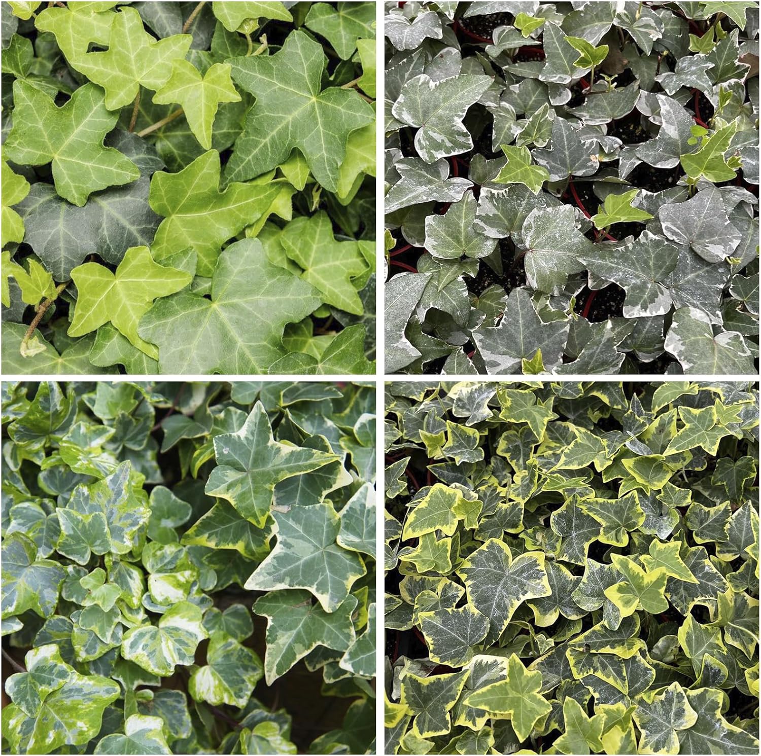 100Pcs Mix Climbing Ivy Vine Seeds for Planting - Non-GMO Heirloom Plant Seeds Garden Outdoor