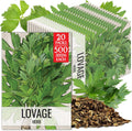 Seed Needs Lovage Seeds for Planting - Non-GMO Heirloom  Untreated Herbs to Plant a Medicinal/Culinary Home Grown Herb Garden Indoors or Outdoors (1 Pack)(20 Packs)