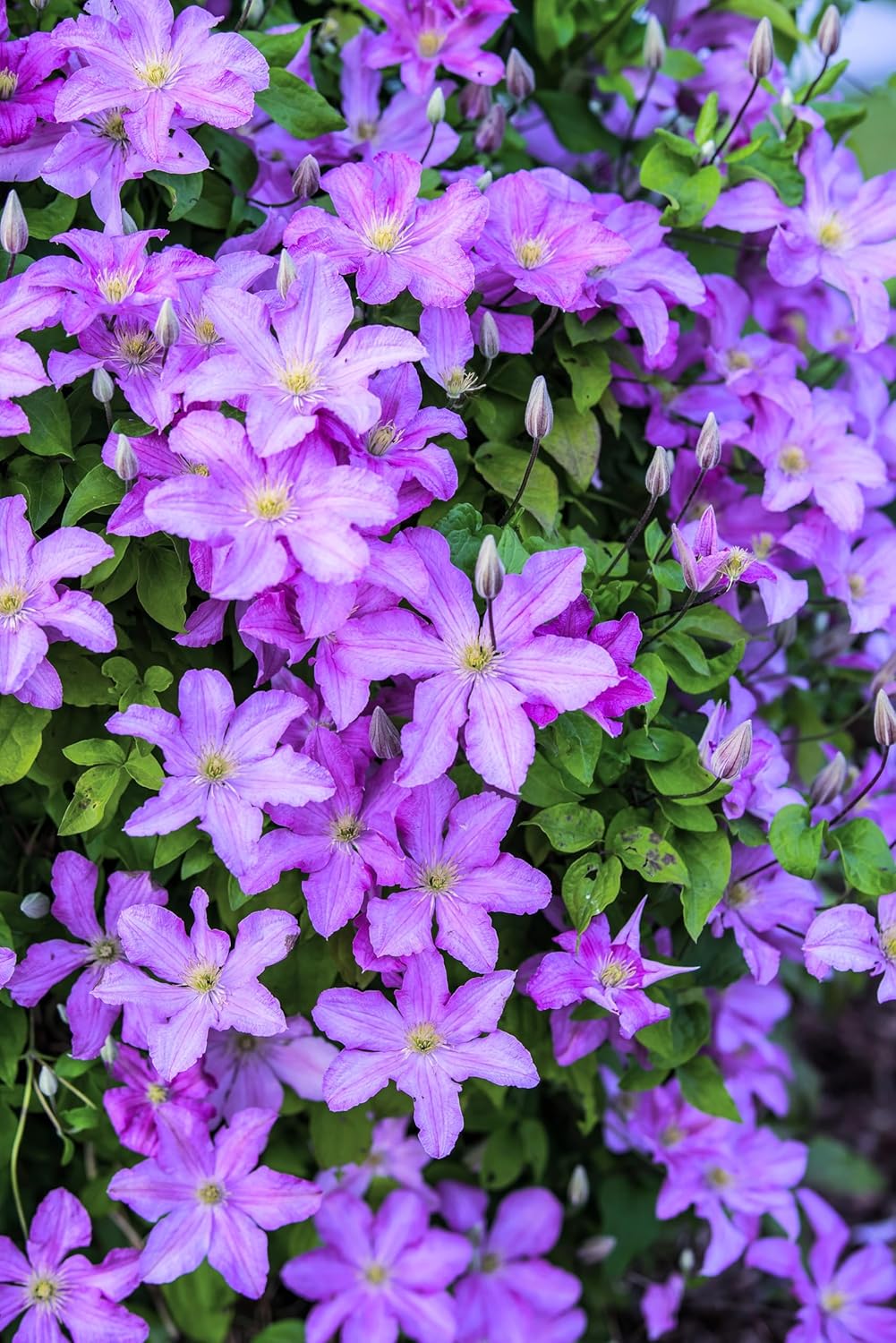 10 Purple Alpine Clematis Alpina Virgin's Bower Flower Vine Seeds