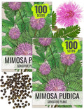 Seed Needs Sensitive Plant Seeds for Planting Mimosa pudica - Heirloom  Open Pollinated Annual Flowers - Pink Blooms with Leaves that React to Touch (2 Packs)