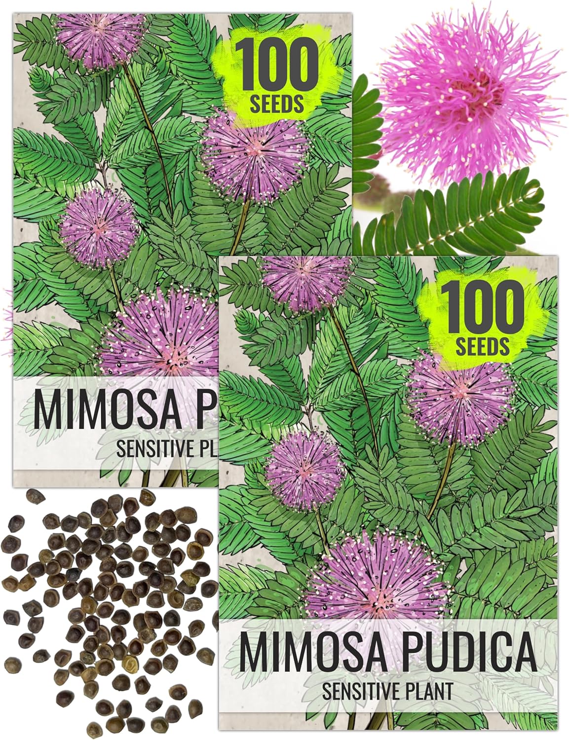 Seed Needs Sensitive Plant Seeds for Planting Mimosa pudica - Heirloom  Open Pollinated Annual Flowers - Pink Blooms with Leaves that React to Touch (2 Packs)