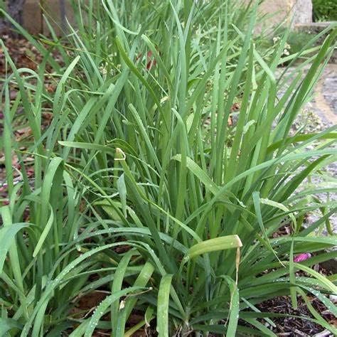 500 Organic Garlic Chive Seeds for Planting Heirloom Non-GMO 2+ Grams Also Known as Chinese Chives Garden Vegetable Bulk Survival