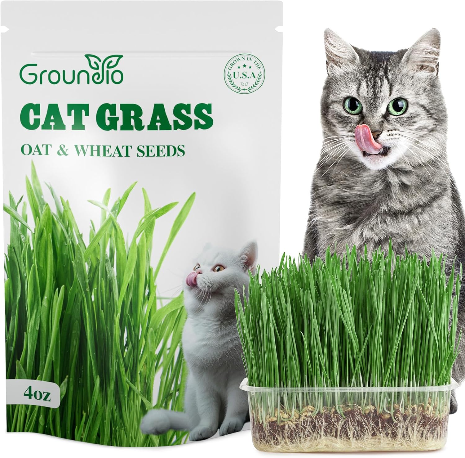 Groundio Cat Grass Seeds 4 OZ, Wheat  Oat Seeds Mix | Heirloom Non-GMO, For Indoor Cats  Pets, Germinate in 4-7 Days, 98% Germination, Seeds Sourced in USA