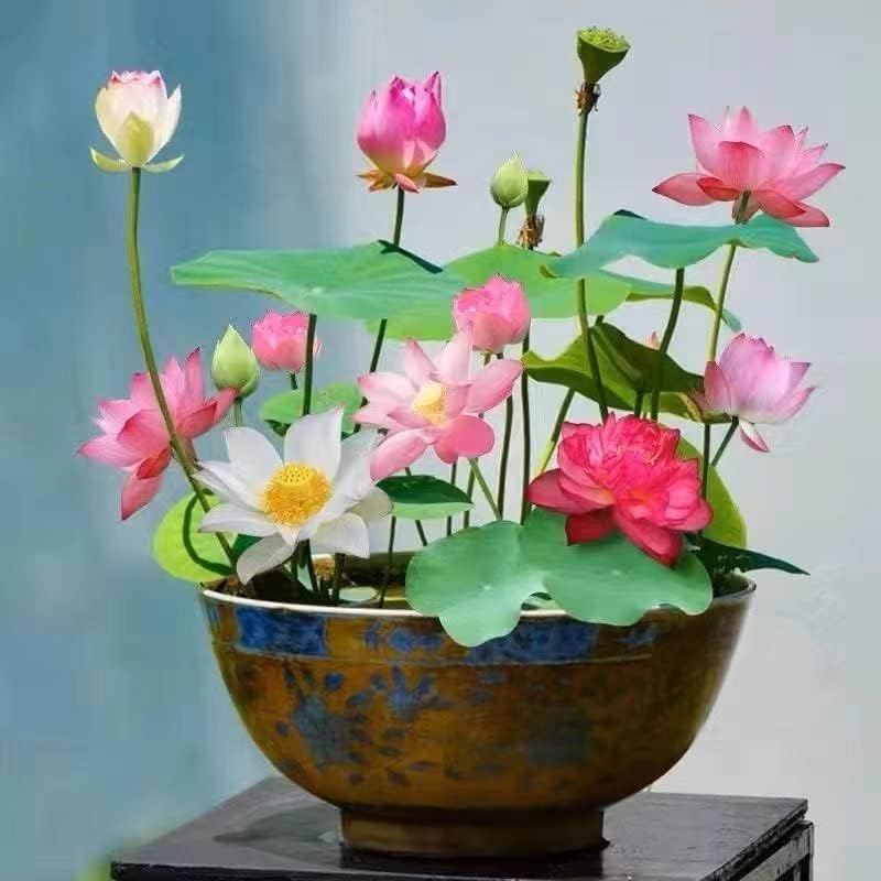 10pcs Mixed Pink, Red  Green Color Bowl Lotus Seeds for Planting Beautiful Water Plants for Indoor Bonsai, Outdoor Ponds and Gardens Water Lily Seeds