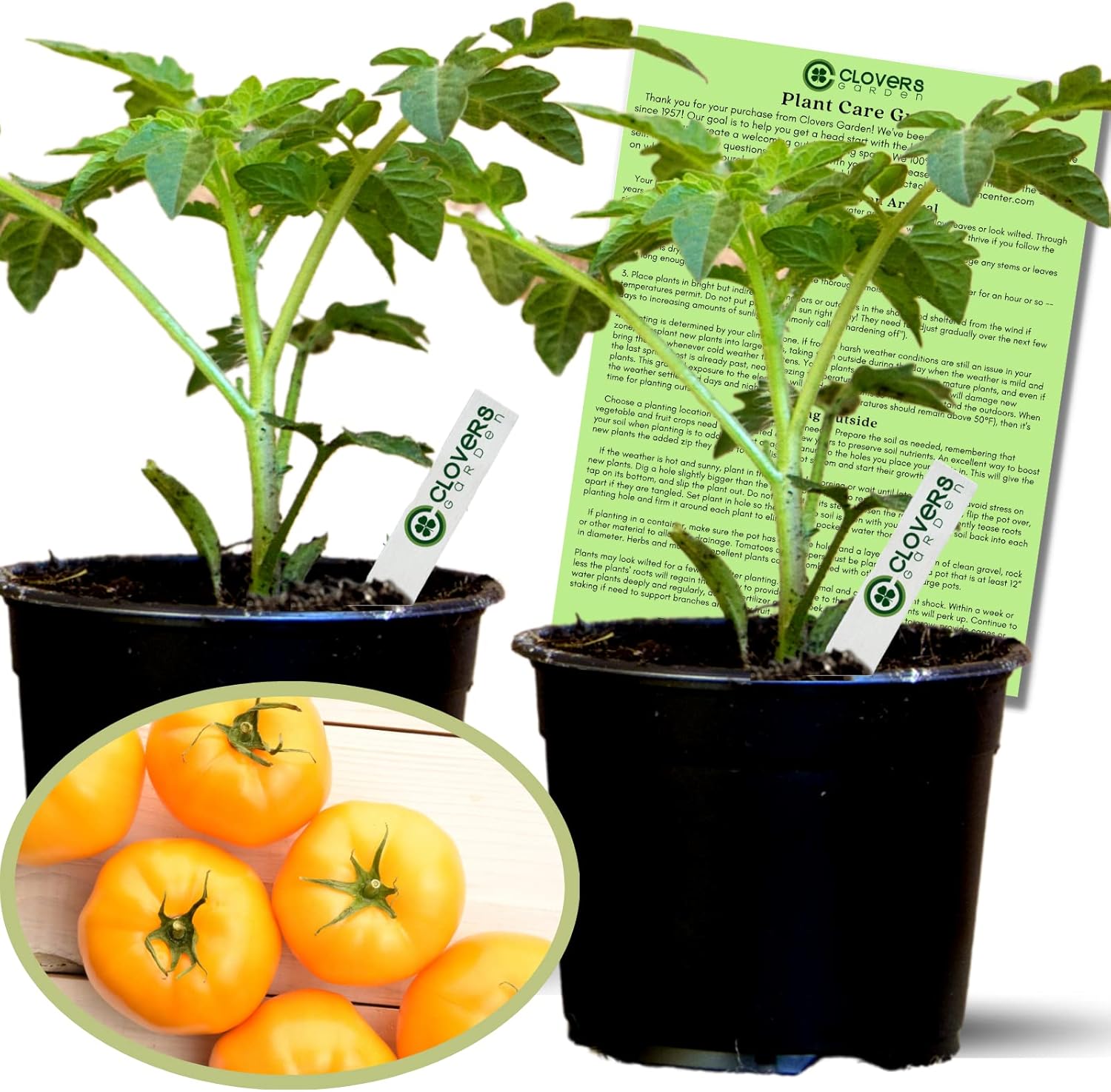 Clovers Garden Lemon Boy Tomato Plants – Two (2) Live Plants – Non-GMO - Not Seeds - Each 4 to 8 Tall – in 4 Inch Pots – Globe, Indeterminate