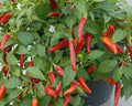 Clovers Garden Super Chili Hot Pepper Plant - Two (2) Live Plants – Non-GMO - Not Seeds – Each 4-8 Tall in 4 Inch Pots - 40K SHU
