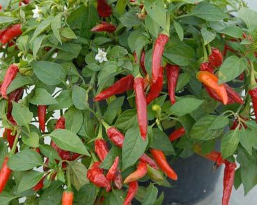 Clovers Garden Super Chili Hot Pepper Plant - Two (2) Live Plants – Non-GMO - Not Seeds – Each 4-8 Tall in 4 Inch Pots - 40K SHU
