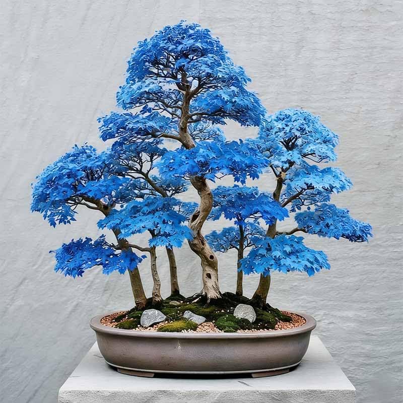 15Pcs Bonsai Maple Tree Seeds for Planting-Non-GMO Heirloom Plant Seeds Garden Outdoor