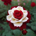 20 Rare Twin Red White Rose Flower Seeds for Planting - Captivating Garden Blooms Non GMO Heirloom Garden - Planting Instructions for Easy Grow - Great Gardening Gifts