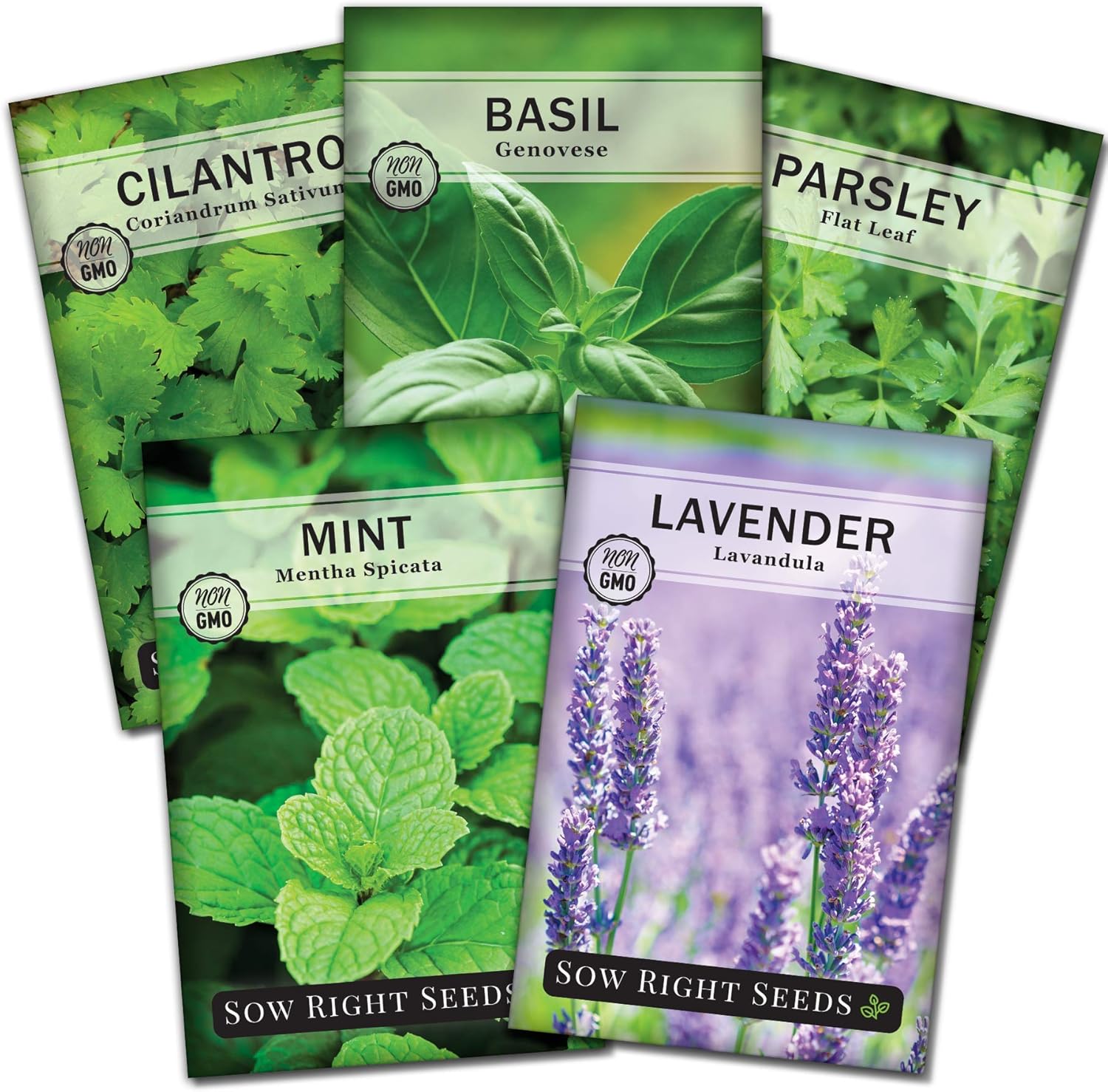 Sow Right Seeds - Most Popular Herb Seed Collection for Planting - Mint, Lavender, Sweet Basil, Cilantro, and Parsley - 5 Packets with Instructions to Grow a Home Kitchen Garden or Hydroponics