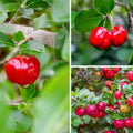 12 Seeds Barbados Cherry Seeds Acerola, Malpighia Emarginata Tropical Fruit Juicy Slightly Tart Flesh Highly Nutritious