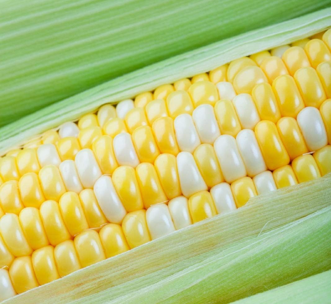 Peaches and Cream Sweet Corn Seeds 100 Seeds - Bicolor Yellow and White Kernels, Sugary Enhanced Hybrid for Home Gardens, Tender Sweet Flavor, Summer Harvest Vegetable Seed