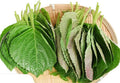 200ct+ Perilla Seeds,Non GMO Seed for Sprouting, Heirloom Vegetable Seed for Planting. Great Hydroponic Seeds for Pods(Egoma/Sesami Herb Seed #2,Perilla Shiso Seed紫苏,Green-1g)(#2, 1 Gram, Perilla Seeds - Green)