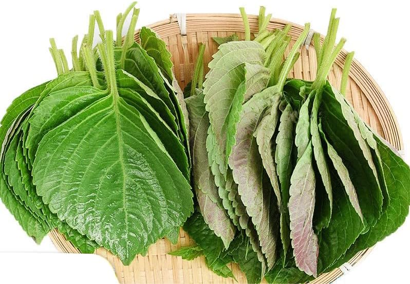 200ct+ Perilla Seeds,Non GMO Seed for Sprouting, Heirloom Vegetable Seed for Planting. Great Hydroponic Seeds for Pods(Egoma/Sesami Herb Seed #2,Perilla Shiso Seed紫苏,Green-1g)(#2, 1 Gram, Perilla Seeds - Green)