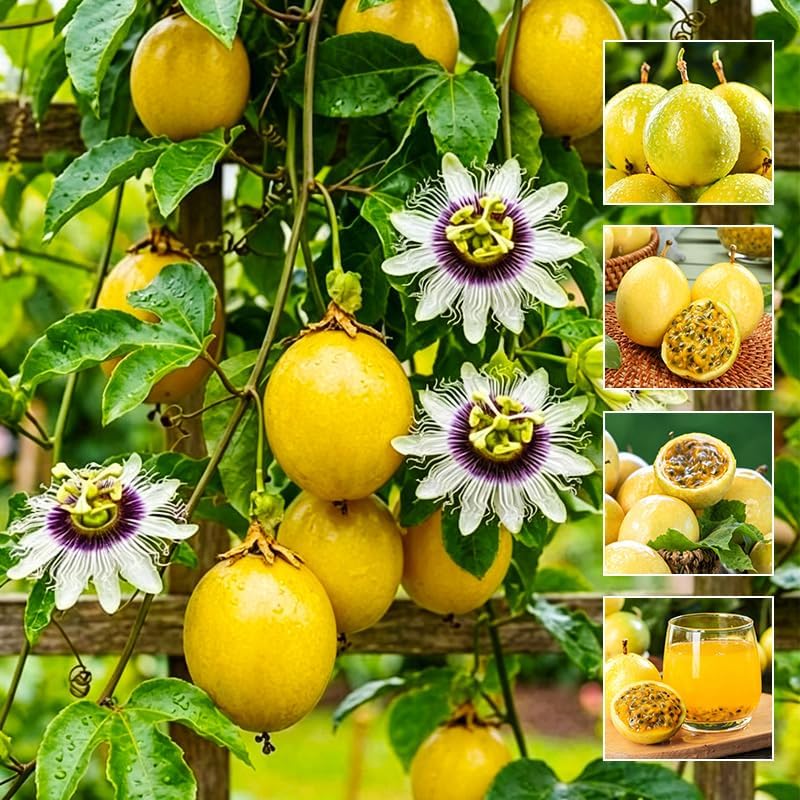 15Pcs Yellow Passion Fruit Seeds for Planting - Non-GMO Heirloom Plant Seeds Garden Outdoor - Sweet  Juicy Home Gardening Tropical Fruit