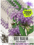 Seed Needs Panorama Mixed Bee Balm Seeds for Planting - Heirloom  Open Pollinated Perennial - Mixture of Colorful Flowers to Grow a Butterfly Garden (1 Pack)(5 Packs/Wild Bee Balm)