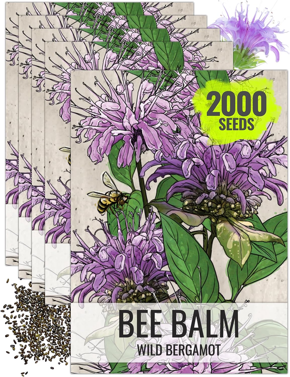 Seed Needs Panorama Mixed Bee Balm Seeds for Planting - Heirloom  Open Pollinated Perennial - Mixture of Colorful Flowers to Grow a Butterfly Garden (1 Pack)(5 Packs/Wild Bee Balm)