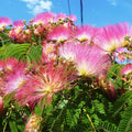 KVITER 30 Mimosa Silk Tree Seeds (Albizia Julibrissin) – Pink Blooms, Drought Tolerant Flowering Trees, Attracts Pollinators – Great Both as Bonsai Tree Seeds for Indoor Garden  Outdoor Planting