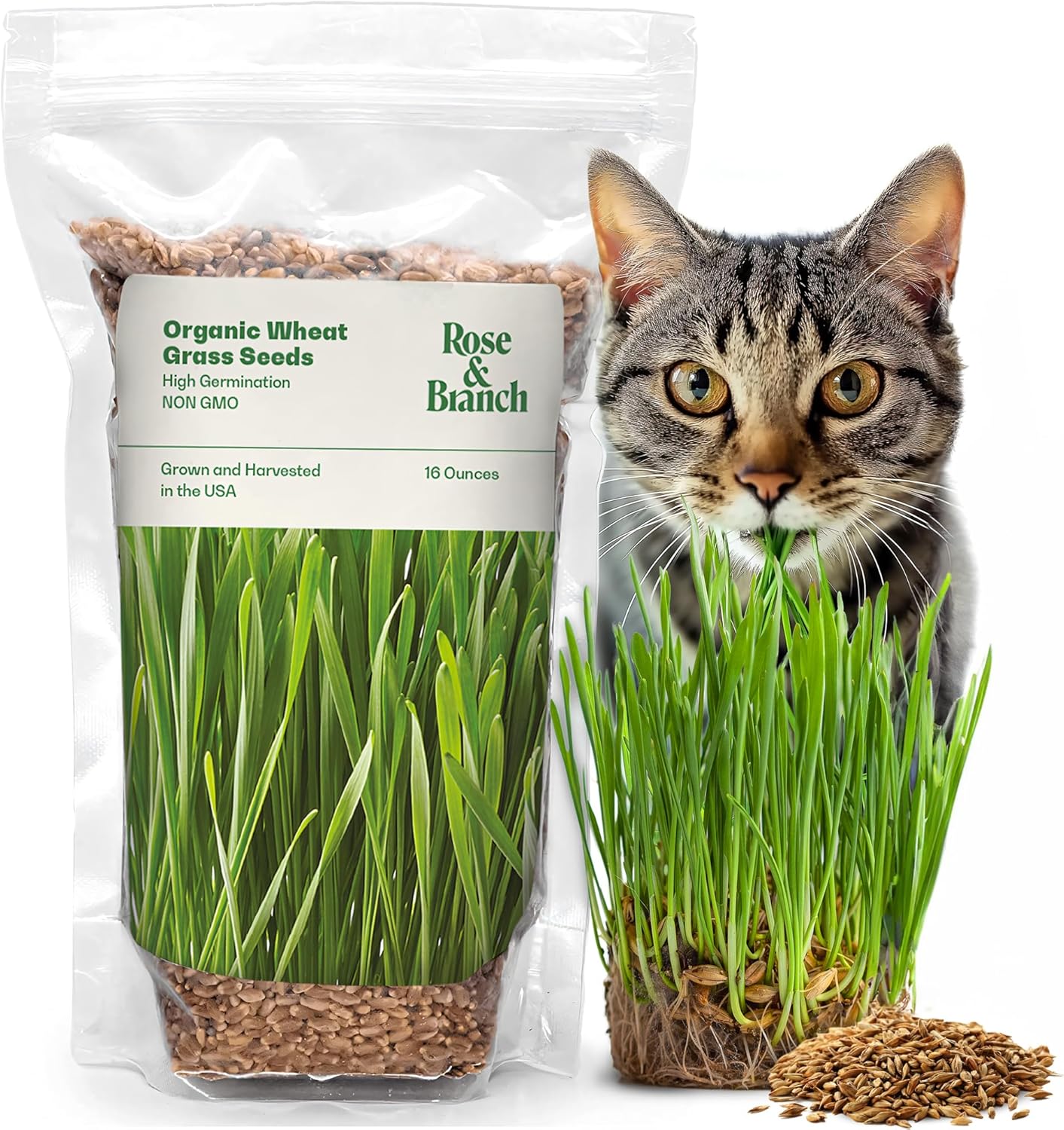 Rose  Branch Organic Wheat Grass Seeds for Indoor Cats - Cat Grass Seeds - 16 Ounces - 100% Organic Non-GMO - Hard Red Wheat - Harvested in USA - Easy to Grow(16Oz)