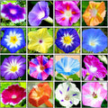 100+ Mixed Morning Glory Seeds Colorful Climbing Vine for Trellises, Arbors Indoor  Outdoor Gardens Heirloom, Non-GMO