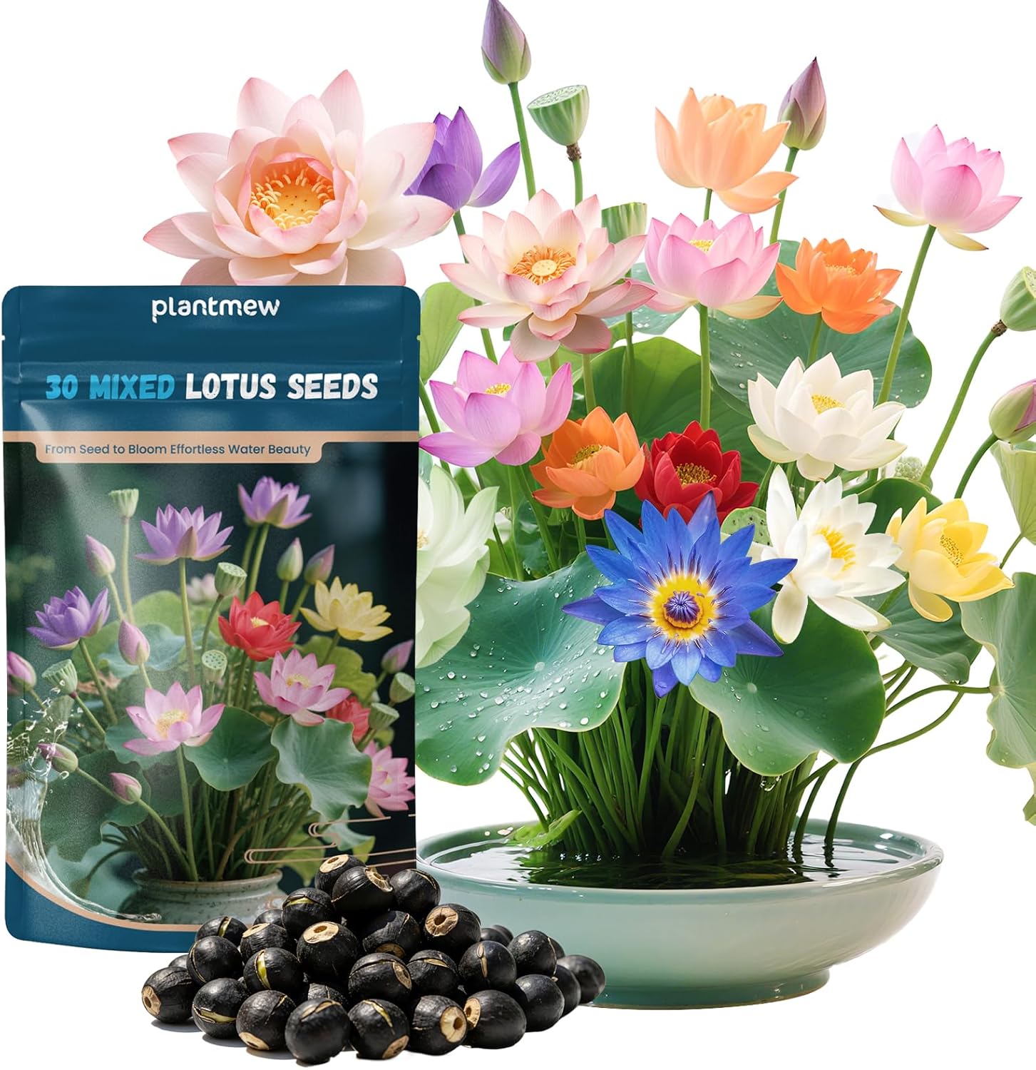 Lotus Seeds for Planting in Water – 30 PCS Mixed Bowl Lotus Seeds, Water Lily  Water Plants for Ponds, Live Pond Plants for Outdoor Ponds, Floating Pond Plants – Indoor Bonsai, Garden, Koi Pond(30pcs Bowl Lotus Seeds for Panting)